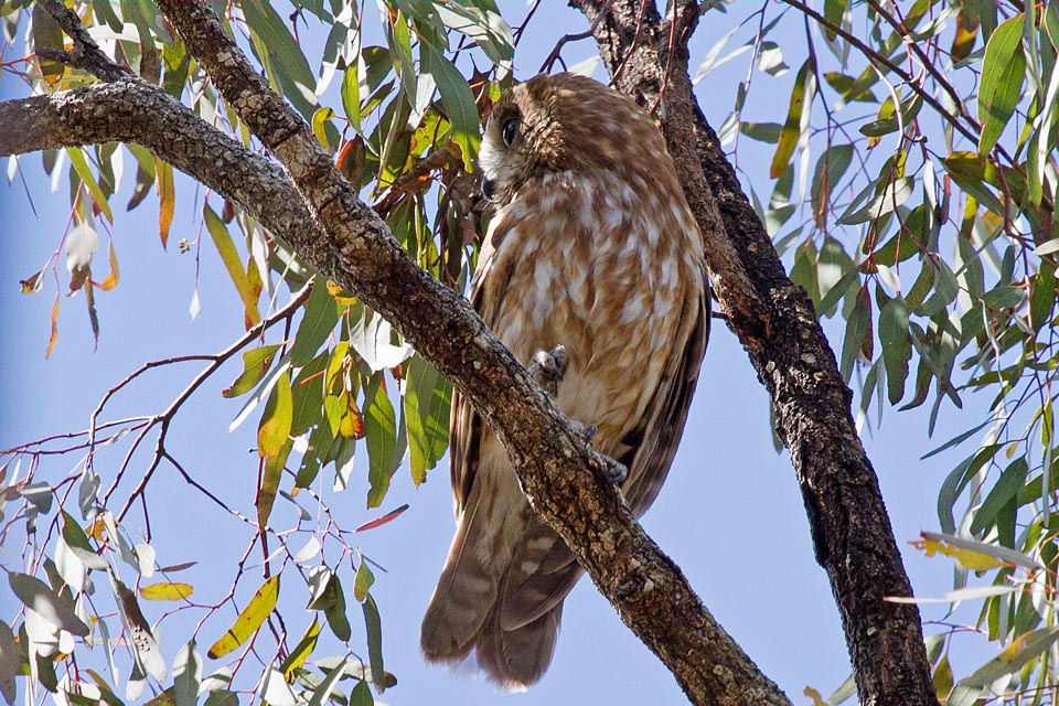 Southern Boobook (Ninox novaeseelandiae)